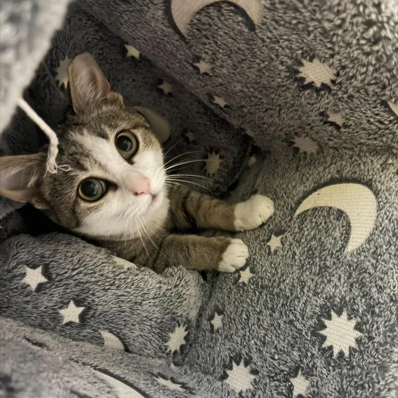 Shy Girl thumbnail 2