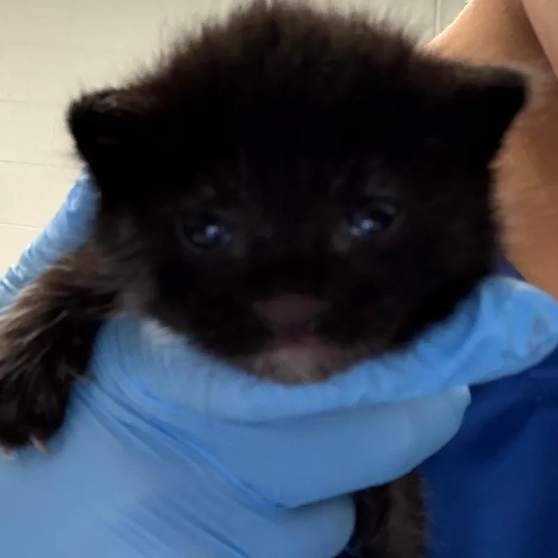 A baby small-sized female Black Domestic Short Hair cat named Scary for adoption in Greenville, SC