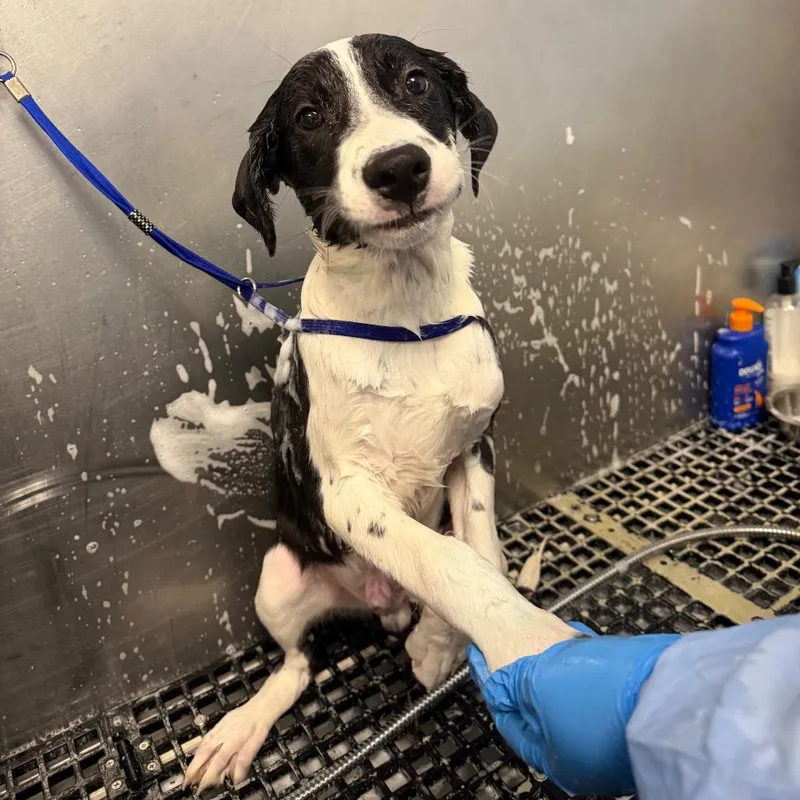 Lieutenant Snugglebottom