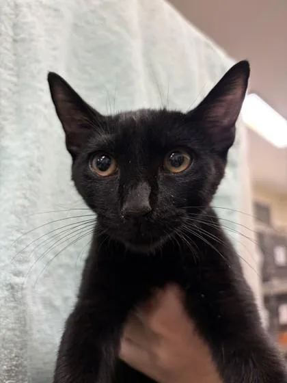 A baby small-sized male Domestic Short Hair cat named Chopper for adoption in Honolulu, HI