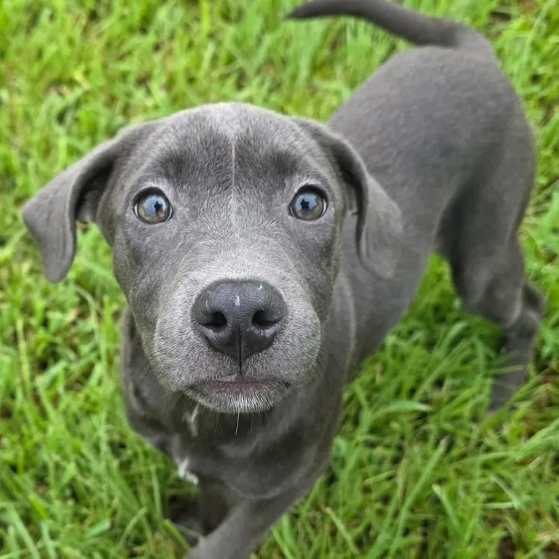 Trixie