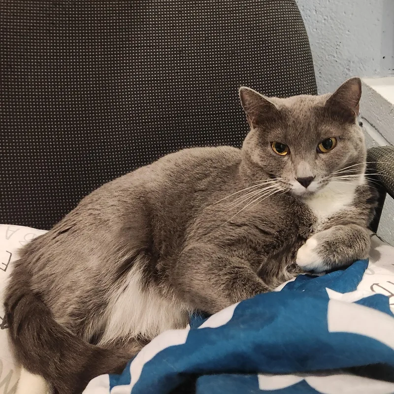 A young medium-sized female Gray & White Domestic Short Hair cat named Brenda Two for adoption in Charleston, SC