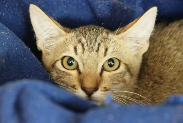 A baby small-sized male Domestic Short Hair cat named Hank for adoption in Tucson, AZ