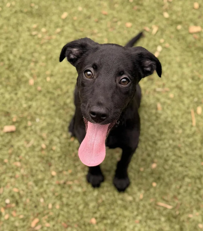 A young medium-sized male Labrador Retriever dog named Wilder for adoption in Hilton Head Island, SC