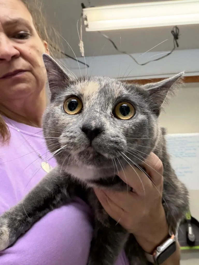 A baby medium-sized female Domestic Short Hair cat named Jocie for adoption in Algona, IA