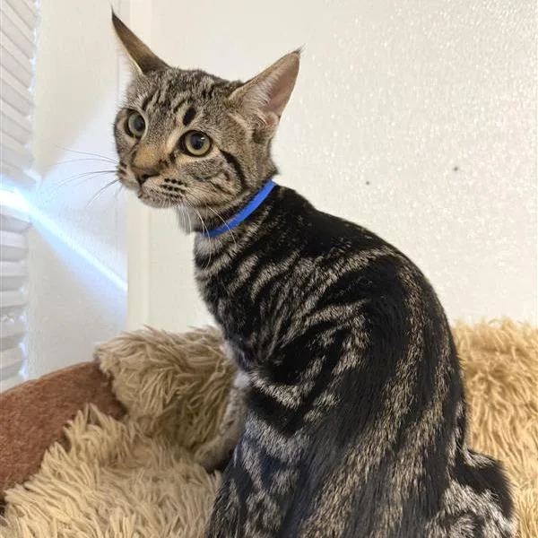 A baby small-sized male Brown / Chocolate American Shorthair cat named Chestnut for adoption in Mount Shasta, CA