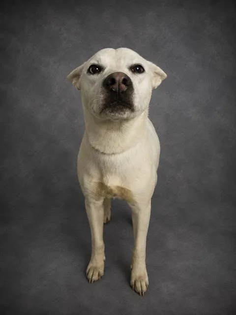 A young small-sized female Siberian Husky dog named Aubrey for adoption in Winter Haven, FL