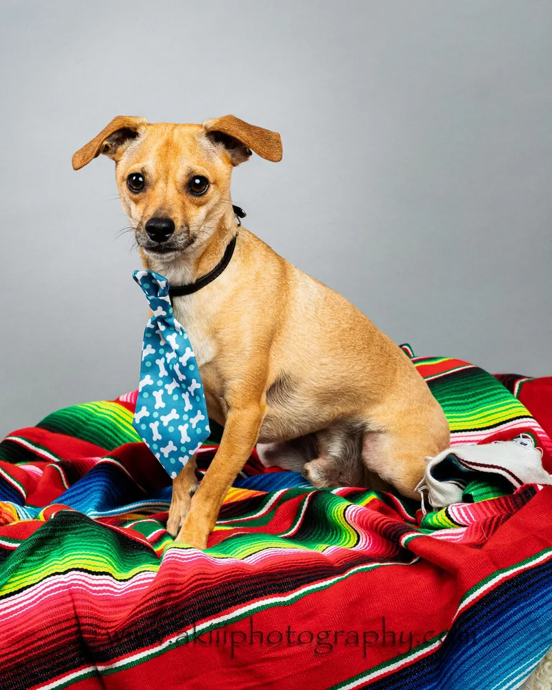 A young small-sized male Apricot / Beige Chihuahua dog named Corky for adoption in Plano, TX