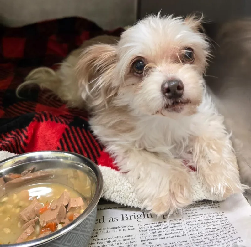 An adult small-sized female Yorkshire Terrier dog named Beatrice for adoption in Murphysboro, IL