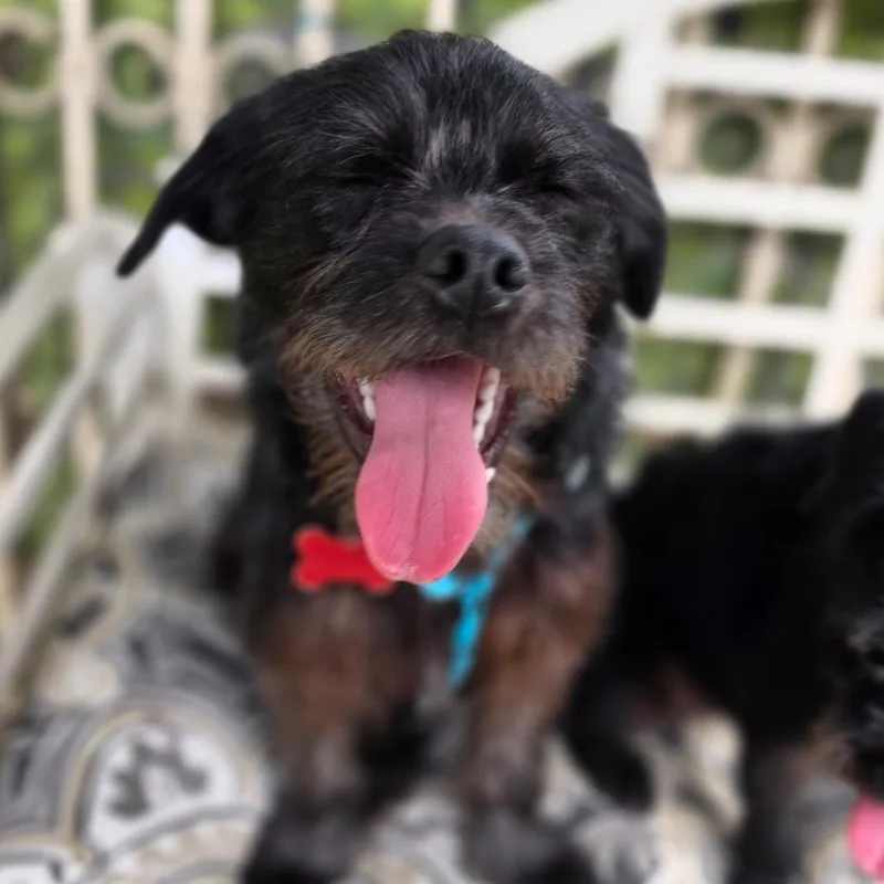 A young small-sized male Black Terrier dog named Fetch Chino Hills for adoption in Chino Hills, CA