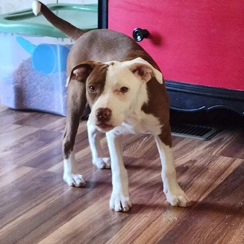 A baby medium-sized female White / Cream Ibizan Hound dog named Freya for adoption in Yonkers, NY