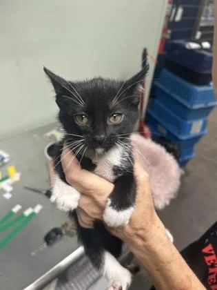 A baby medium-sized female Domestic Short Hair cat named Amanda for adoption in Picayune, MS