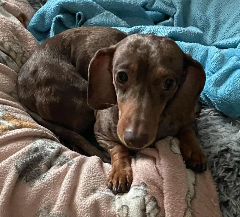 An adult small-sized female Dachshund dog named Adelina for adoption in Osteen, FL