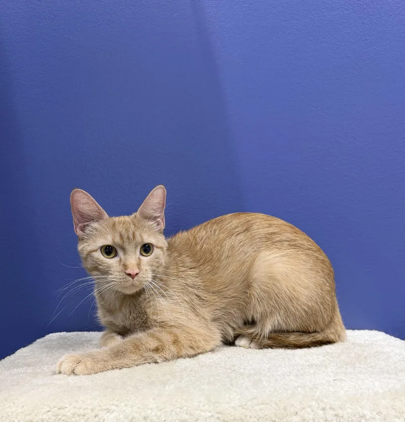 A young large-sized female Orange / Red Tabby cat named Clementine for adoption in High Ridge, MO