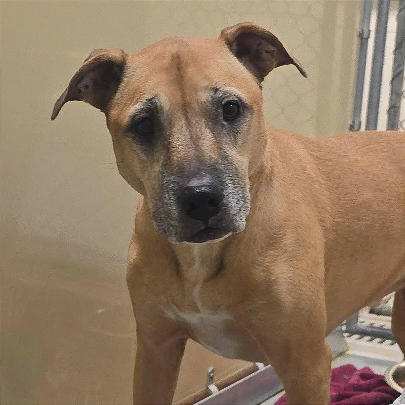 An adult medium-sized female Yellow / Tan / Blond / Fawn Black Mouth Cur dog named Baby for adoption in Milan, IL