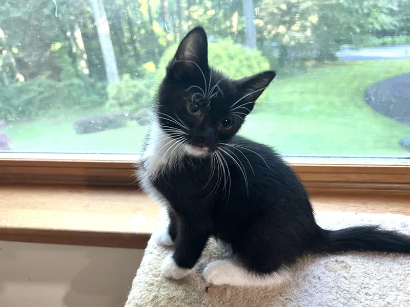 A baby medium-sized male Black & White / Tuxedo Tuxedo cat named Gordie for adoption in Dayville, CT