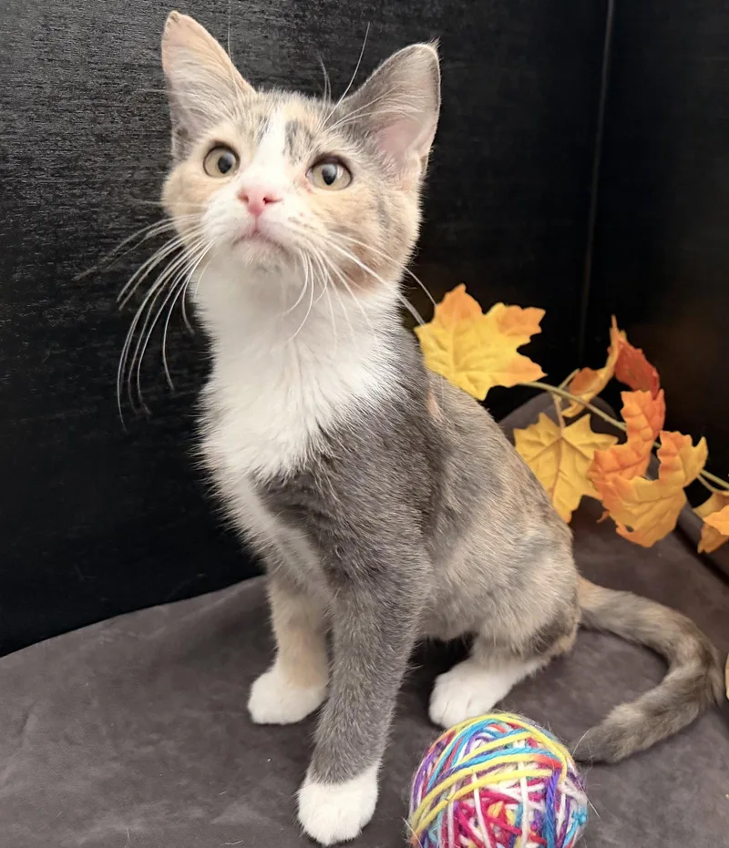 A baby small-sized female Dilute Calico cat named Robin for adoption in Fayetteville, GA