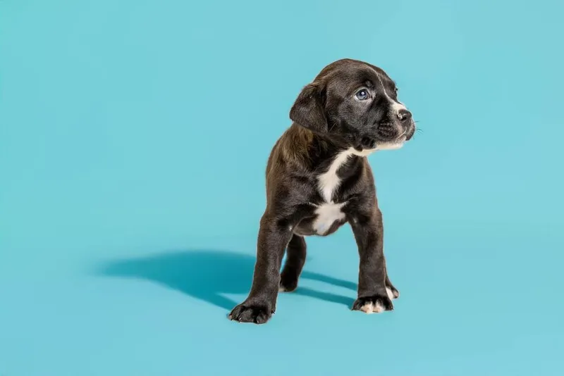 A baby medium-sized female Tricolor (Brown, Black, & White) Terrier dog named Lucille for adoption in Wolcott, CT