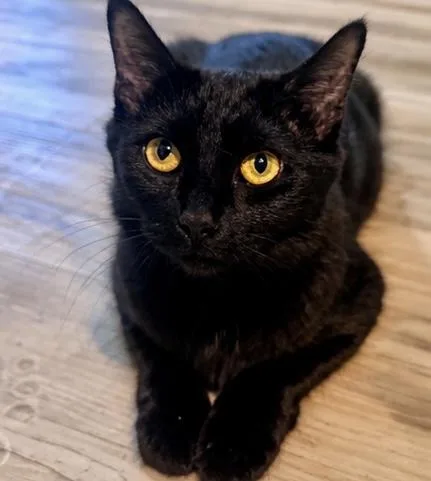 Simone