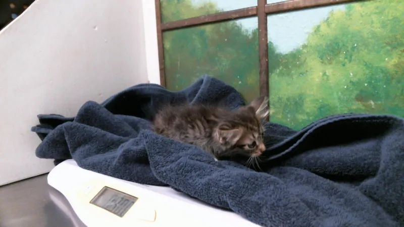 A baby small-sized female Domestic Short Hair cat named Jamie for adoption in Houston, TX