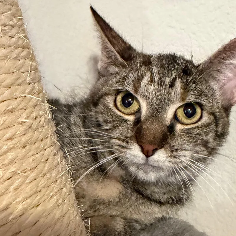 An adult small-sized female Gray / Blue / Silver Domestic Short Hair cat named Molly May for adoption in Midland, TX