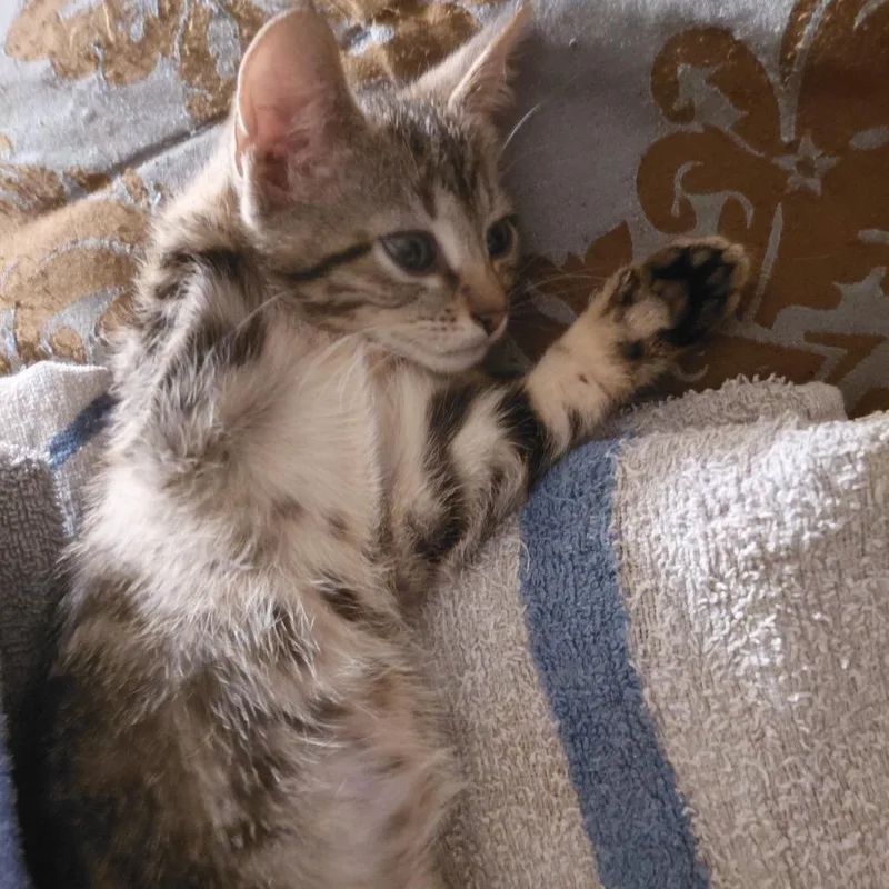 A baby small-sized female Brown / Chocolate Domestic Short Hair cat named Fruity Pebbles for adoption in Austin, TX