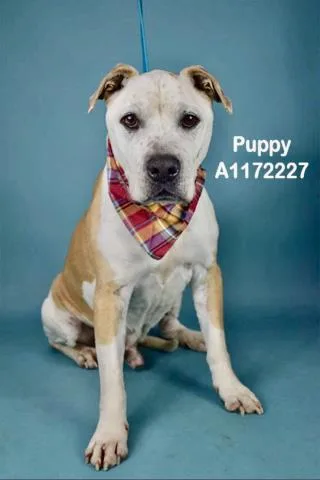 Puppy Urgent! Longtime