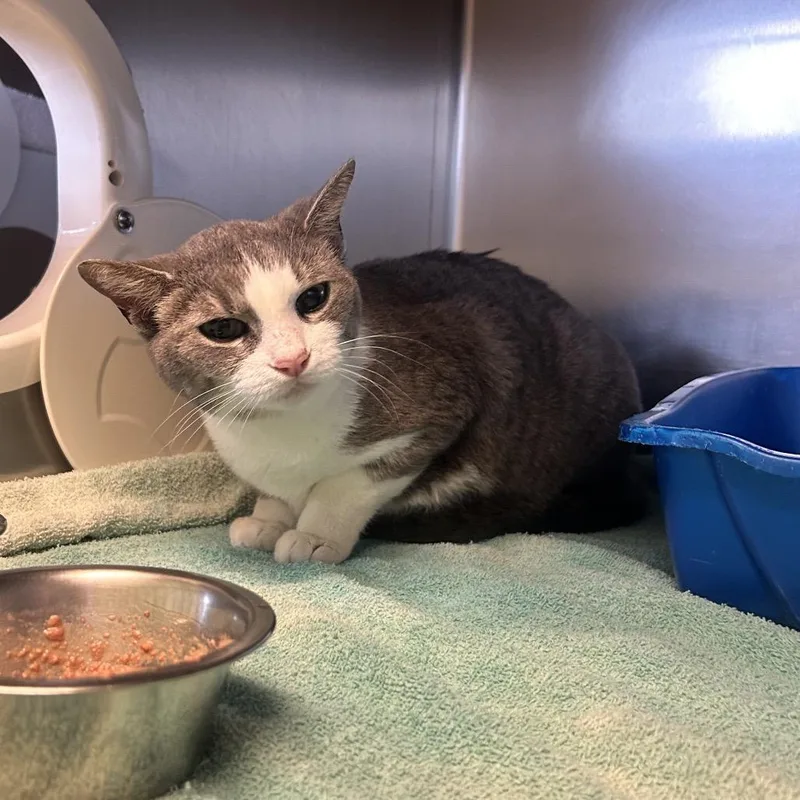 An adult medium-sized female Gray & White Domestic Short Hair cat named French Toast for adoption in Evanston, IL