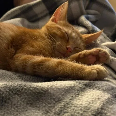 A baby small-sized male Orange / Red Domestic Short Hair cat named Alfie for adoption in Green Bay, WI