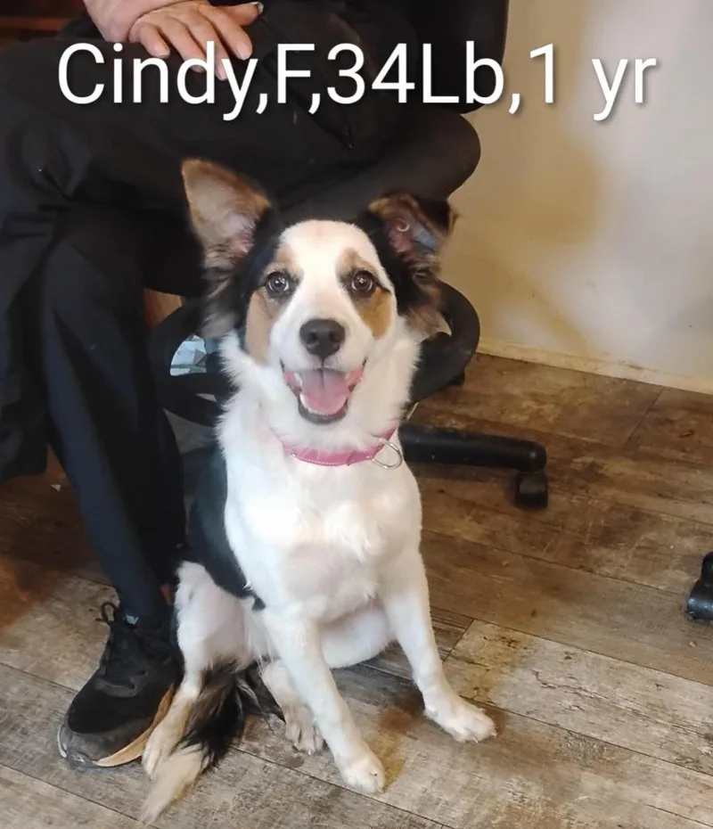 A young medium-sized female Border Collie dog named Cindy Lu for adoption in Rockford, IL