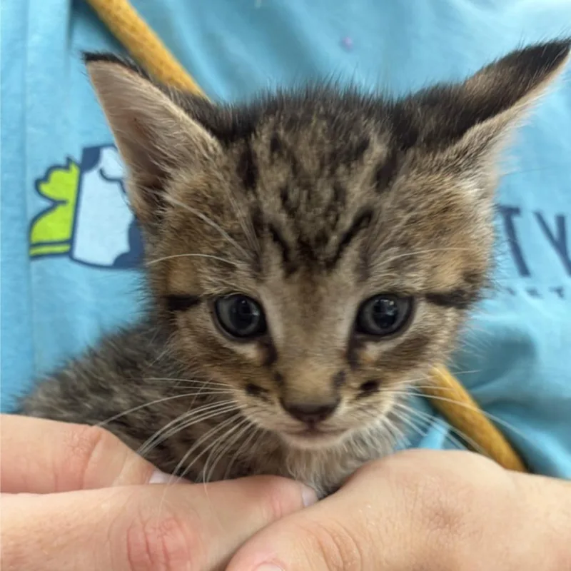 A baby small-sized male Brown / Chocolate Domestic Short Hair cat named Er for adoption in Hattiesburg, MS