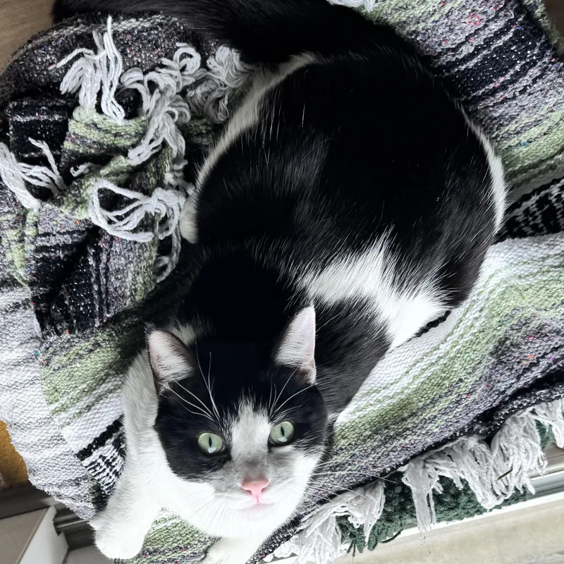 Striker Doyle thumbnail 3