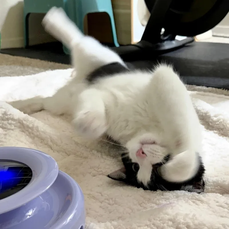 Striker Doyle thumbnail 4