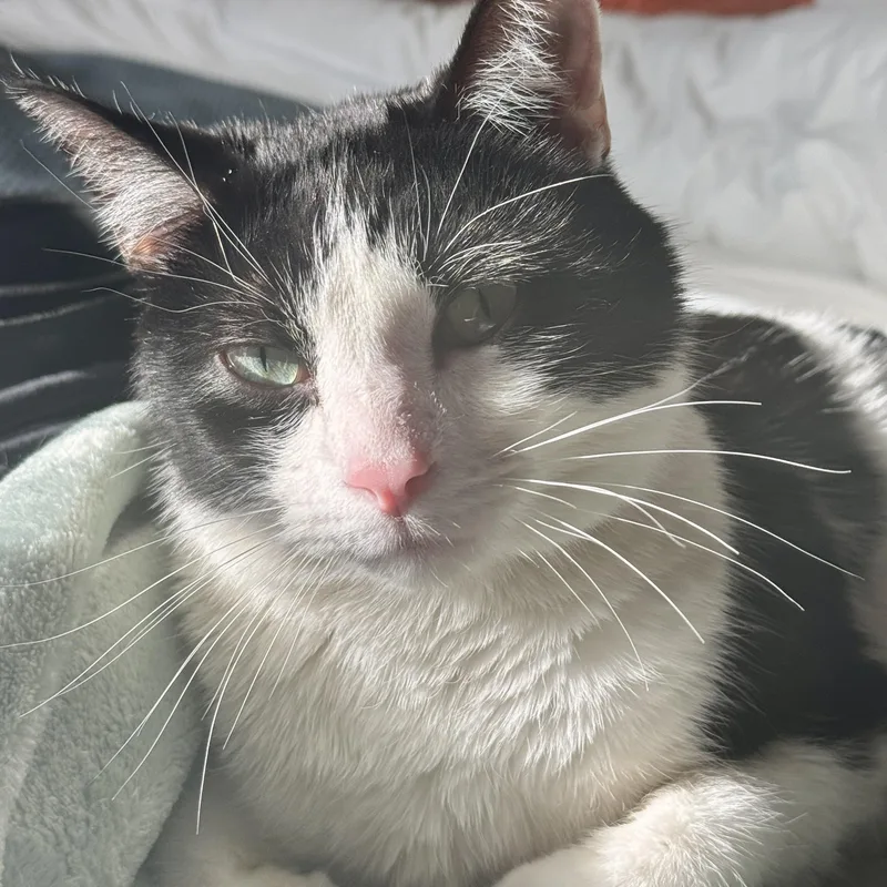 Striker Doyle thumbnail 5