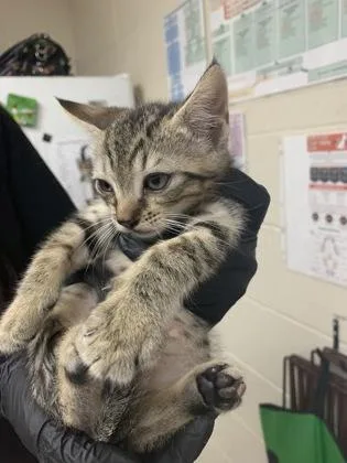 A young small-sized male Domestic Medium Hair cat named a Miles Davis for adoption in North Charleston, SC