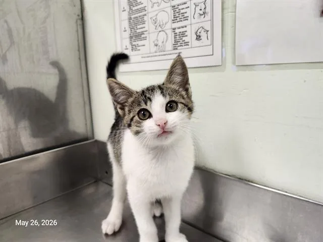 A baby small-sized female Domestic Short Hair cat named Cosmic Crisp for adoption in Santa Cruz, CA