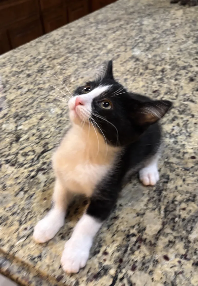 A baby medium-sized male Black & White / Tuxedo Tuxedo cat named Chester for adoption in Macomb, MI