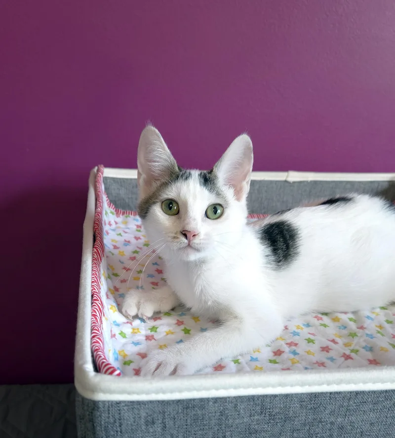 A baby medium-sized female White Domestic Short Hair cat named Nugget for adoption in Centerville, UT