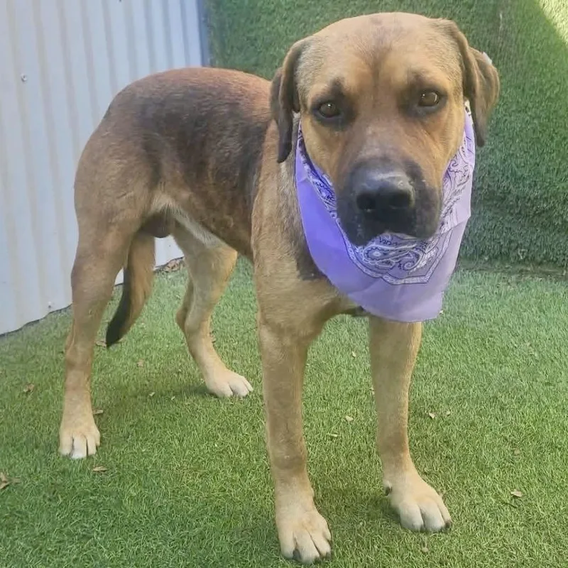 An adult medium-sized male Red / Chestnut / Orange Black Mouth Cur dog named Houston for adoption in Houston, TX