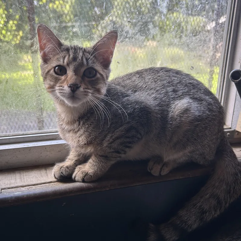 A young medium-sized male Tabby (Brown / Chocolate) Domestic Short Hair cat named Peanut for adoption in Stewartsville,, NJ