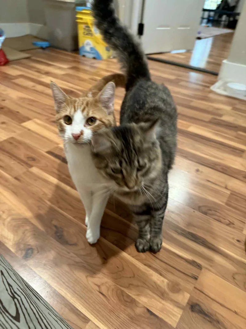 Miko And Pumkin thumbnail 2