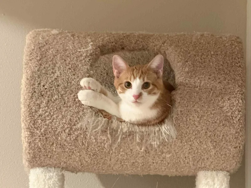 Miko And Pumkin thumbnail 3