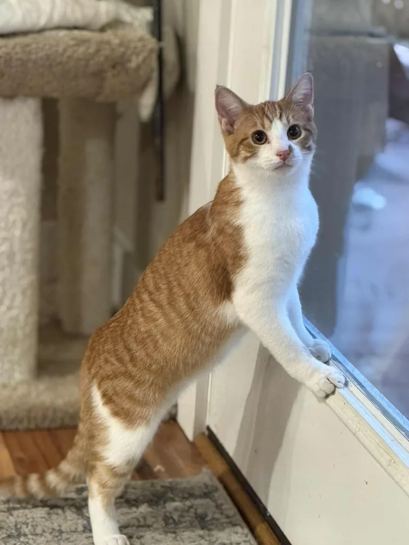 Miko And Pumkin thumbnail 4