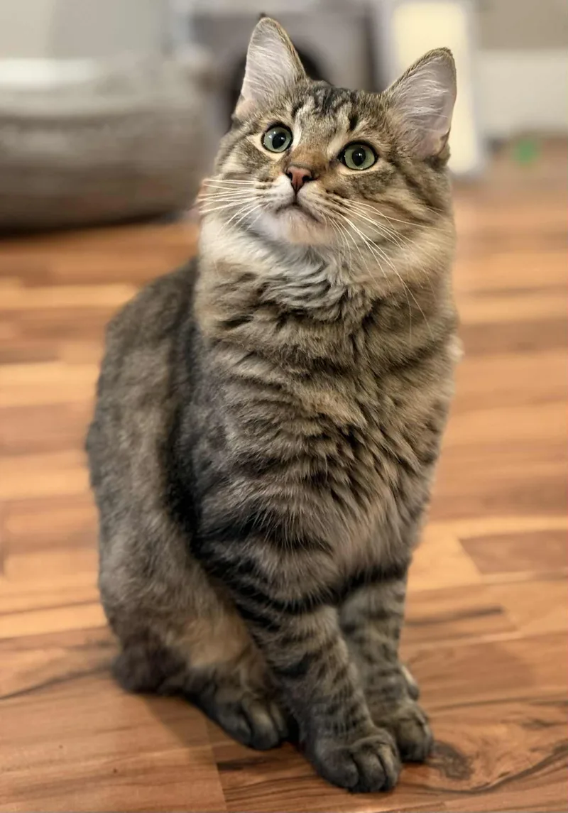 Miko And Pumkin thumbnail 5