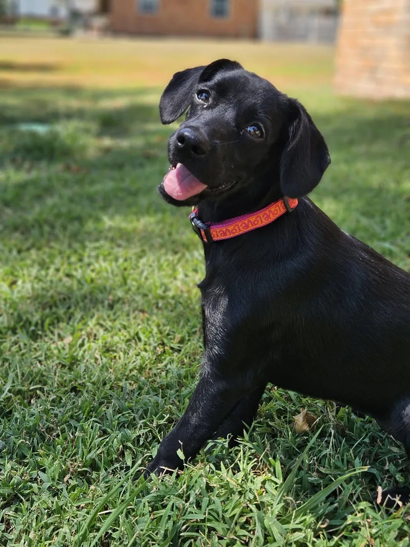 A baby medium-sized female Black Cocker Spaniel dog named Melanie for adoption in Broken Arrow, OK