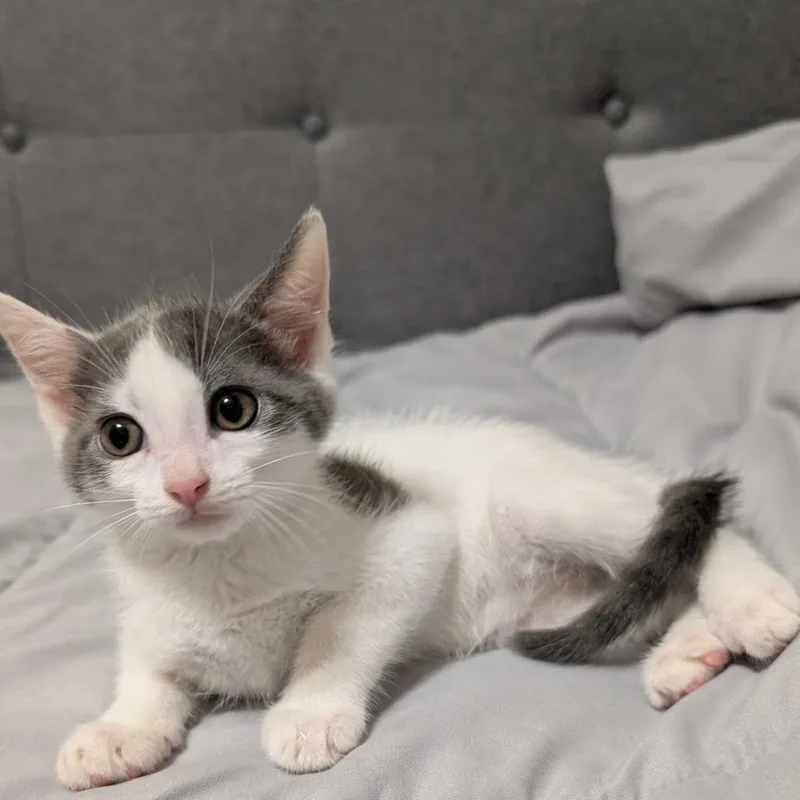 A baby small-sized female Gray / Blue / Silver Domestic Short Hair cat named Elizabeth for adoption in Valdosta , GA