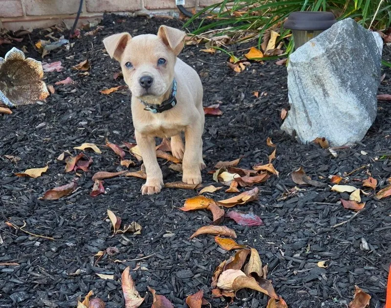 A baby medium-sized male Brown / Chocolate Plott Hound dog named Squirrel for adoption in Pottstown, PA