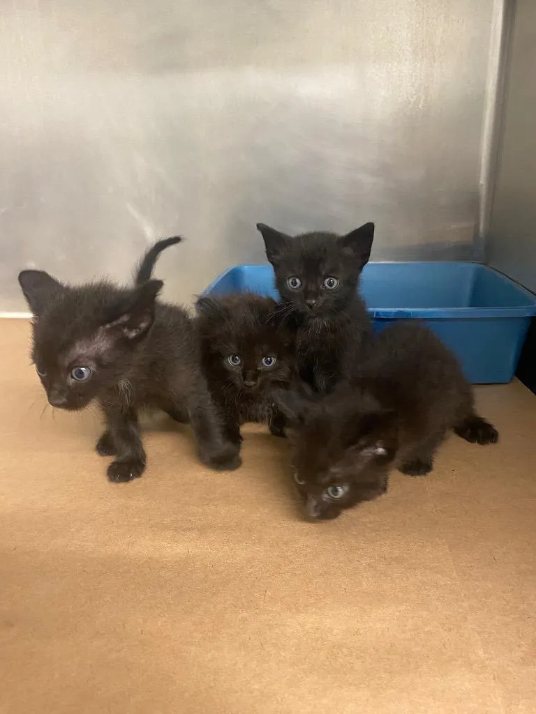 A baby small-sized female Domestic Short Hair cat named Daisy for adoption in Cartersville , GA
