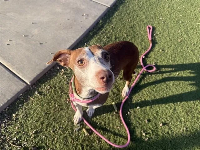 An adult small-sized female Chihuahua dog named Magnolia for adoption in Phoenix, AZ
