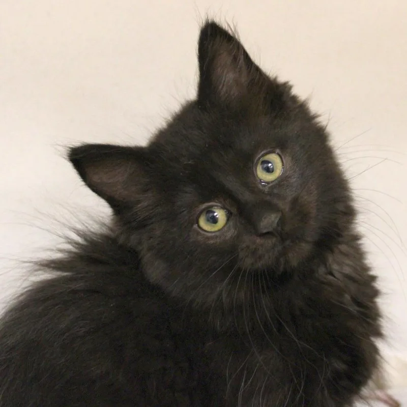 A baby small-sized female Black Domestic Short Hair cat named Eggs for adoption in Champaign, IL